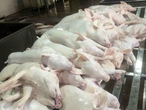 NGUYÊN LIỆU HEO SẠCH