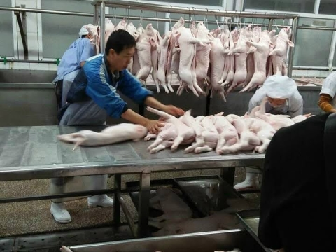 NGUYÊN LIỆU HEO SẠCH