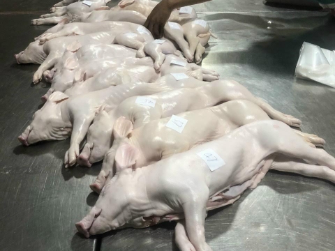 NGUYÊN LIỆU HEO SẠCH