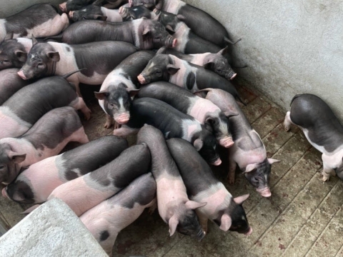 NGUYÊN LIỆU HEO SẠCH