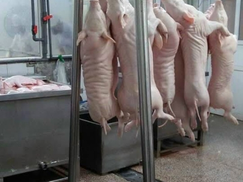 NGUYÊN LIỆU HEO SẠCH